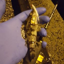 津ヨットハーバーでのメバリング？