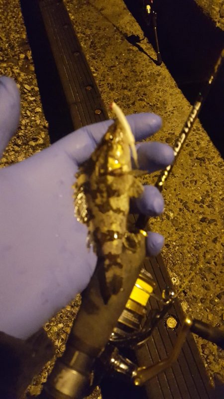 津ヨットハーバーでのメバリング？