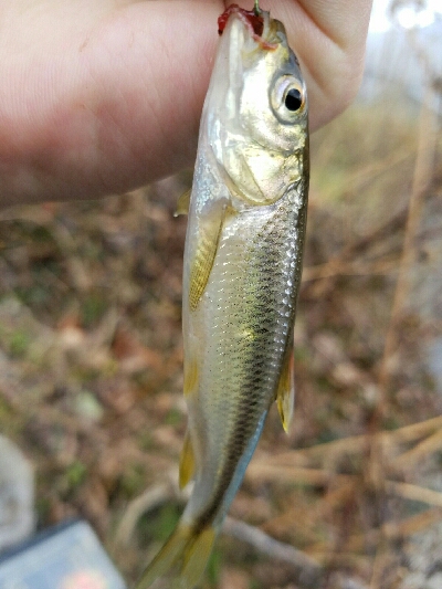 淡水小物釣り　～新年一発目はカワムツ～