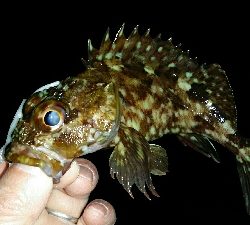 初ヒットはガシラ