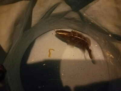 アジ釣り　～夕マズメ最強説～