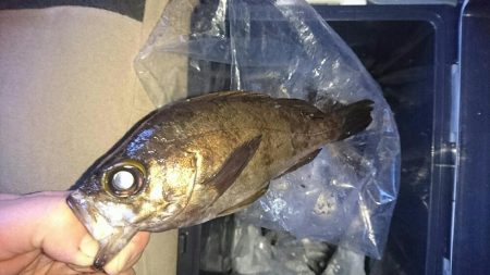 今年の初メバリング