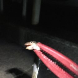 極寒アナゴ釣り