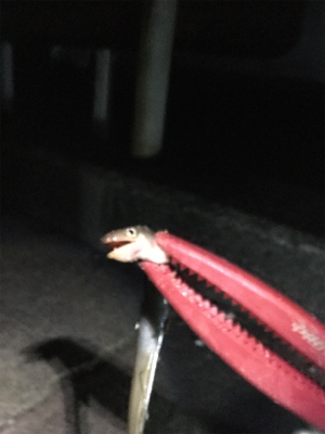 極寒アナゴ釣り