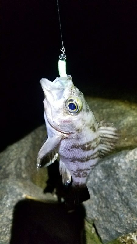 今年初メバリング