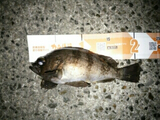 会心のメバリング