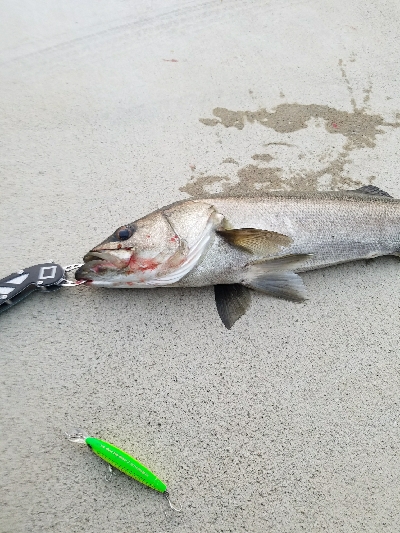 御天道様おはようございます。