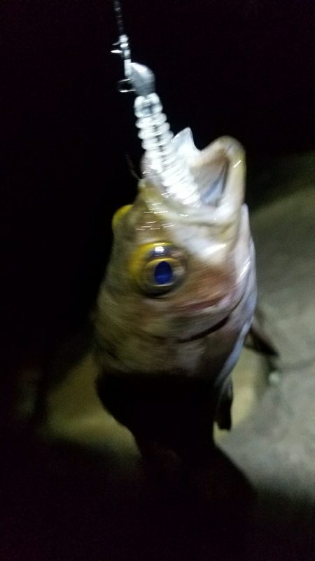 移動&移動メバリング