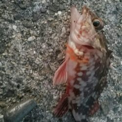 ガシラ釣り ~とにかく寒い~