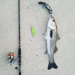 海鳥バリおったなぁ～