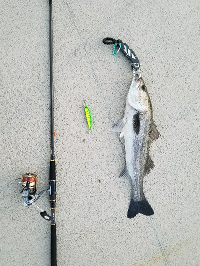 海鳥バリおったなぁ～