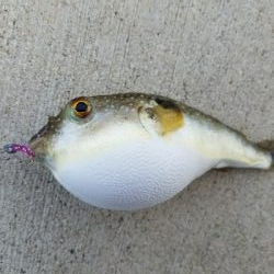 フグの攻撃！ワームが↓