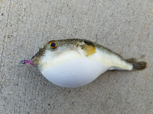 フグの攻撃！ワームが↓