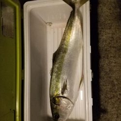 久しぶりのブリ