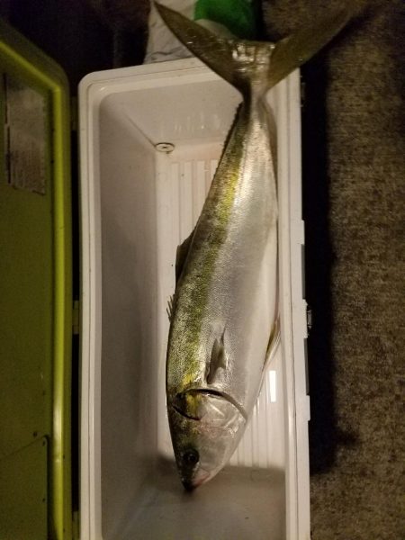 久しぶりのブリ