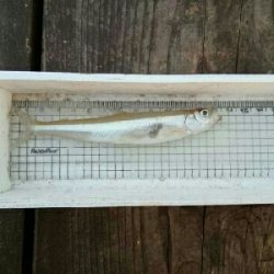 生野銀山湖　ワカサギ釣り