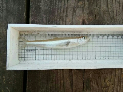 生野銀山湖　ワカサギ釣り