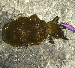 今年初釣行釣果です(*゜Q゜*)