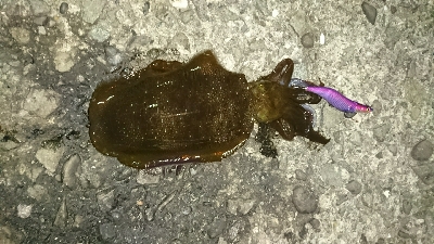 今年初釣行釣果です(*゜Q゜*)