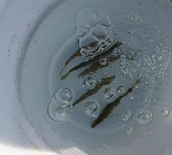 アジング&泳がせ釣りでまさかのゲスト！