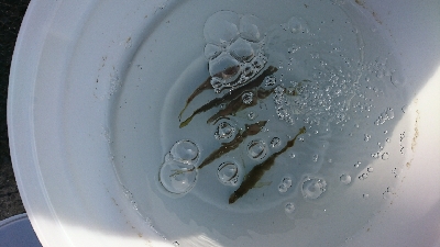 アジング&泳がせ釣りでまさかのゲスト！