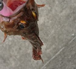 ワインドでカサゴ