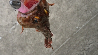 ワインドでカサゴ