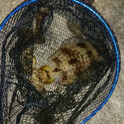 新年明けましてエギング！