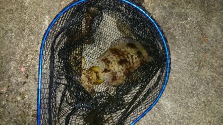 新年明けましてエギング！