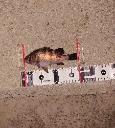 連日メバリング