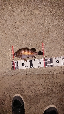 連日メバリング