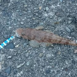 和歌山釣始め！