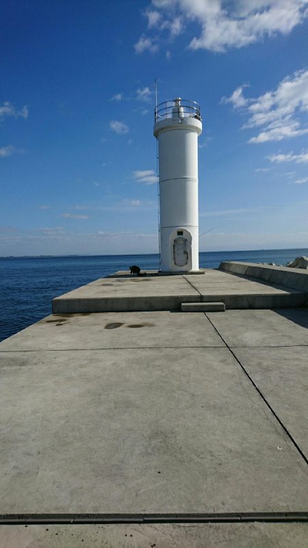ガシラ(カサゴ)、ウマヅラ釣れました