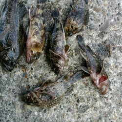 ガシラ君とガシラさん