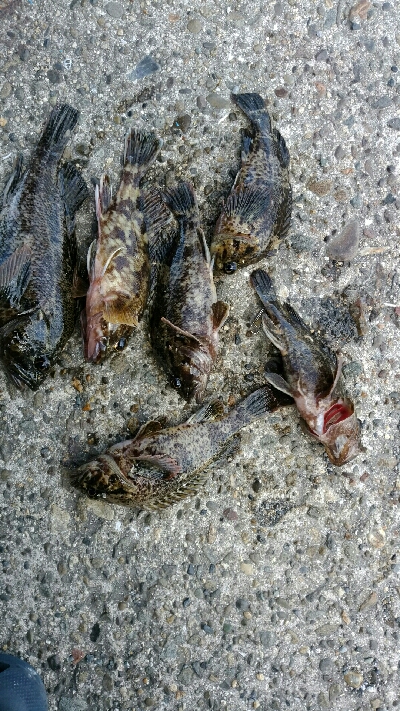 ガシラ君とガシラさん