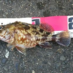 久しぶりに本命ゲット