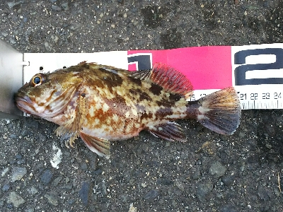 久しぶりに本命ゲット