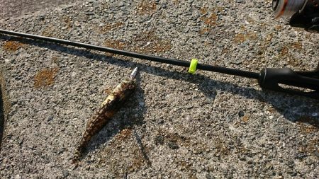 デイライトゲーム