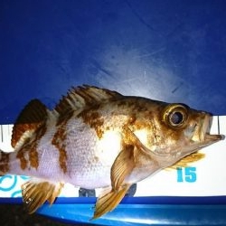 激渋メバリング