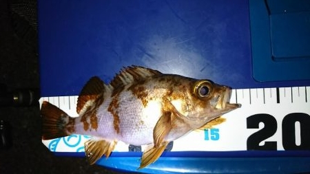 激渋メバリング