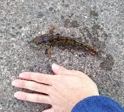 ライトルアーゲーム