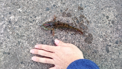 ライトルアーゲーム