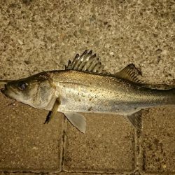 シーバスしかつれない