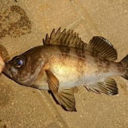 アジはおわり？