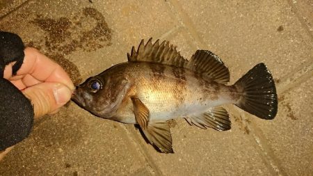 アジはおわり？