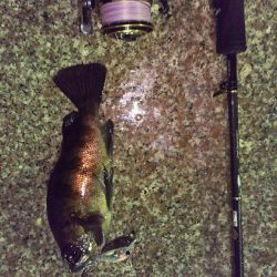 今シーズン初のメバル( ￣▽￣)