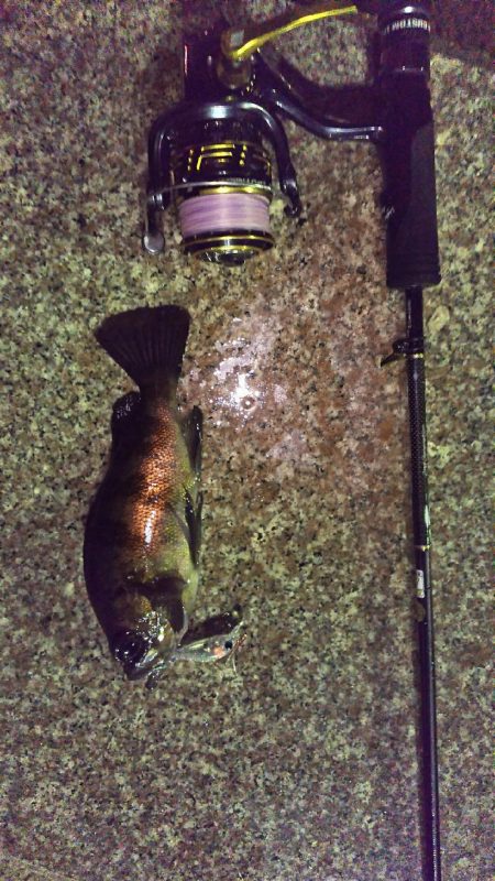 今シーズン初のメバル( ￣▽￣)