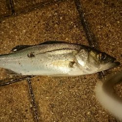 激寒チーバスのみ