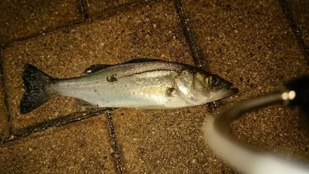 激寒チーバスのみ