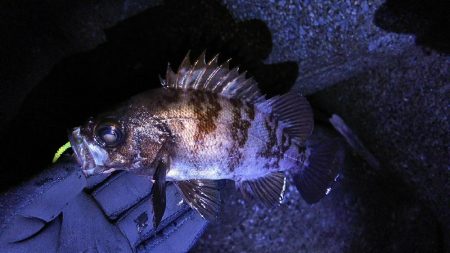 潮は悪いが釣りがしたい！